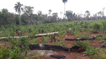 Destruyen más de 9 toneladas de marihuana en Caaguazú